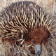 Illustration for article titled Echidnas Have Sex Half a Penis at a Time